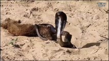 सांप और नेवले कि खुनी लड़ाई   Snake vs mongoose   animals fight   SOMETHING FOR KNOWLEDGE