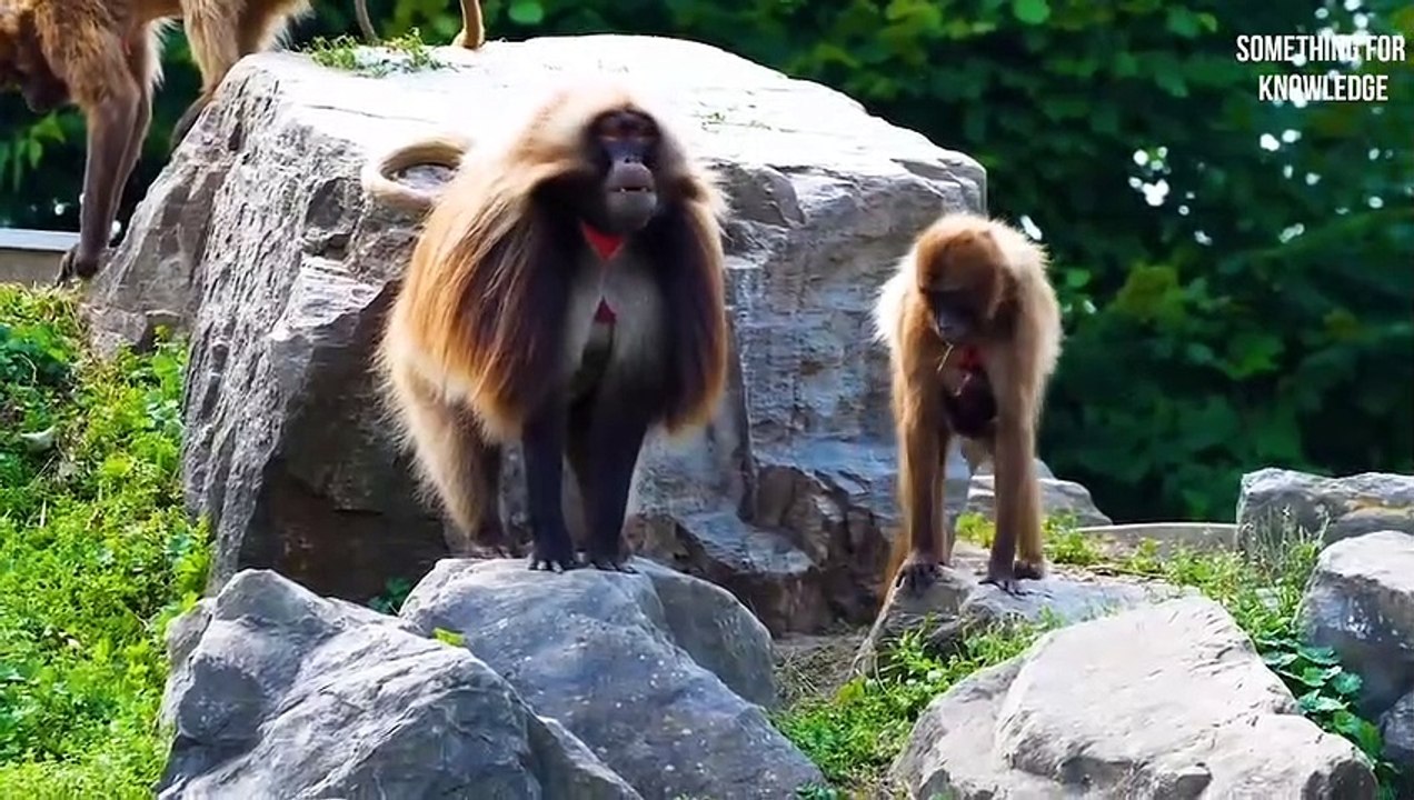 जानवरों की सबसे भयंकर लड़ाई   rarest animals video   unbelievable moments  Something For Knowledge