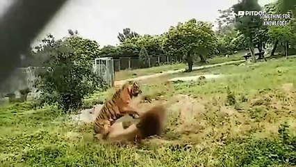 कुत्ते ने ललकारा रणथंबोर के राजा का   tiger attack on dog   tiger kill lion  SOMETHING FOR KNOWLEDGE