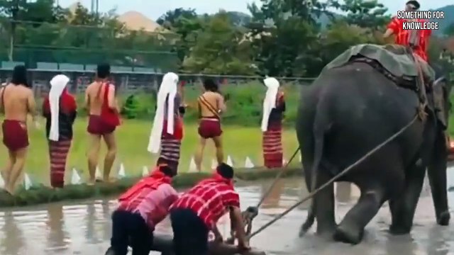 Animals unbelievable moments Animals rarest videos wildlife Something For Knowledge #animals