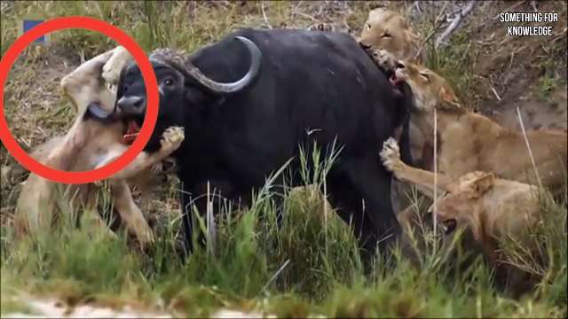 भैंस का सींग शेर के पेट में घुस गया Lion vs buffalo sad story of a lion pride animals fight