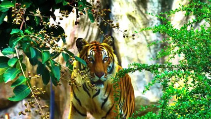 Flora & Fauna of Africa Part-1.