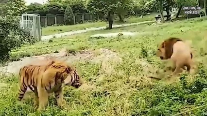 शेर ने बाघ को मार डाला   Most Wanted fight   tiger vs lion   lion vs tiger   Something For Knowledge