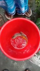 Unique colour of fish , you can ever seen this  type Of colouring fish