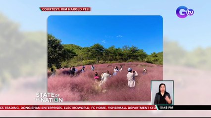 Pink Muhly Grass, kinamamanghaan ng mga turista tuwing autumn sa South Korea | SONA