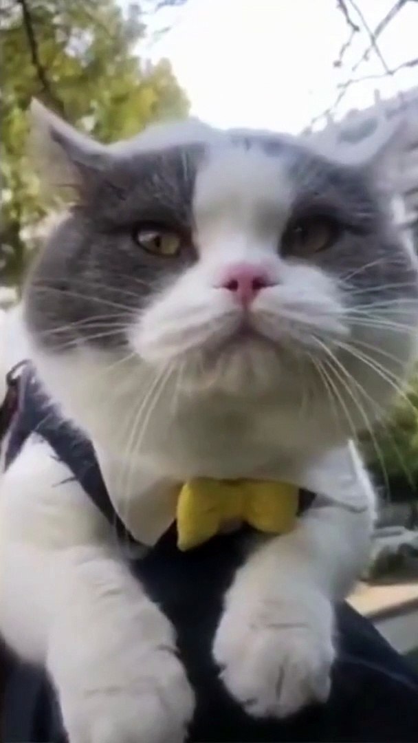 Funny Cats and Cute Cats, Cute cat