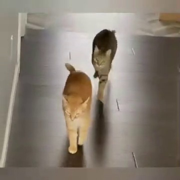 kucing lucu dan imut
