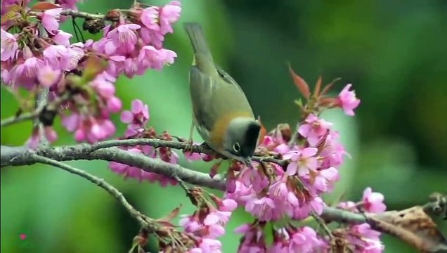 RESTAURATION DU SYSTÈME NERVEUX Musique douce, apaise le système nerveux et fait plaisir à l'âme