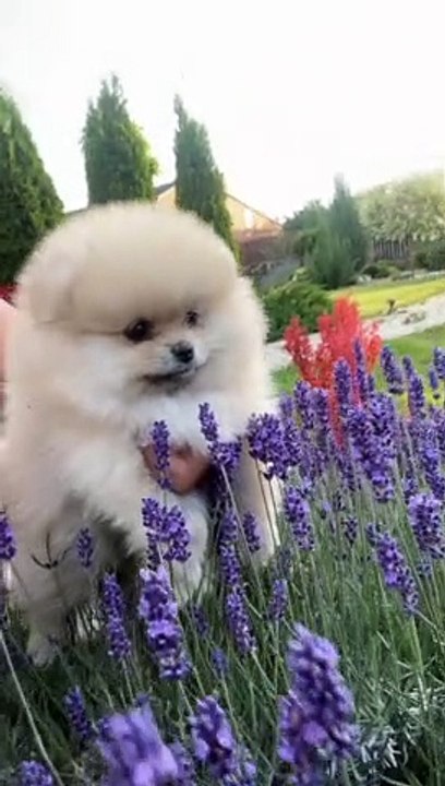 Cute dog videos