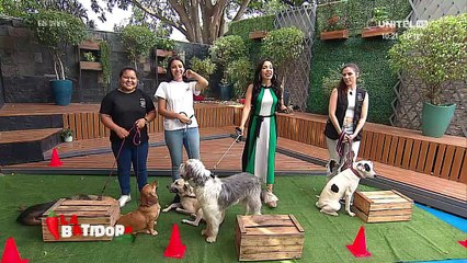 Perritos rehabilitados y llenos de amor, listos para un nuevo hogar 