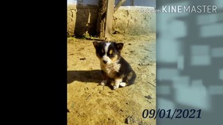 Wellcome to my sweet dog video//#life tips