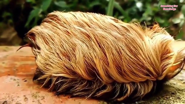 दुनिया के सबसे खतरनाक किडे मकौडे most dangerous insects in the world deadlist creature