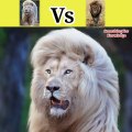 whitle lion vs lion   animals attack video   #animals #fight #shorts #lion
