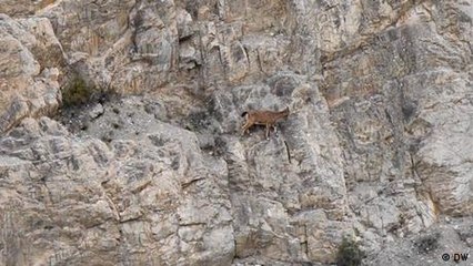 How Pakistan is trying to save its endangered national animal