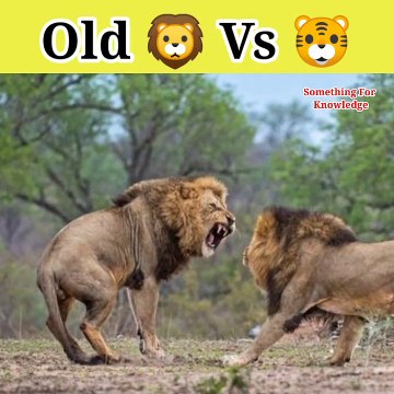 Lion vs tiger tiger vs lion animals fight video #animals #fight #shorts