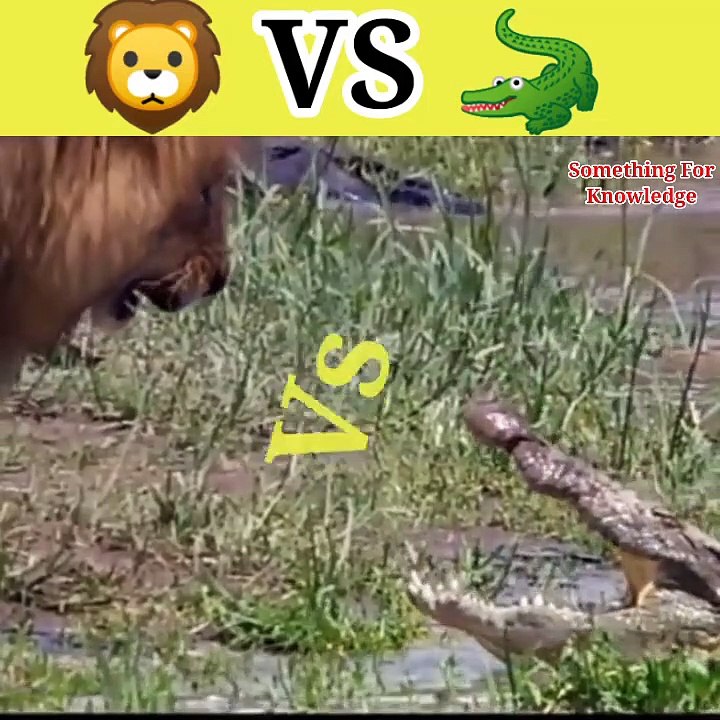 Lion vs crocodile   Lion vs   crocodile vs   animals attack video   #shorts #fight #animals