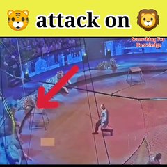 Lion vs tiger   tiger vs lion   animals attck videos   #animals #fight #shorts