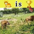 Lion vs tiger   Lion attack on tiger  lion vs   tiger vs  #animals #fight #shorts