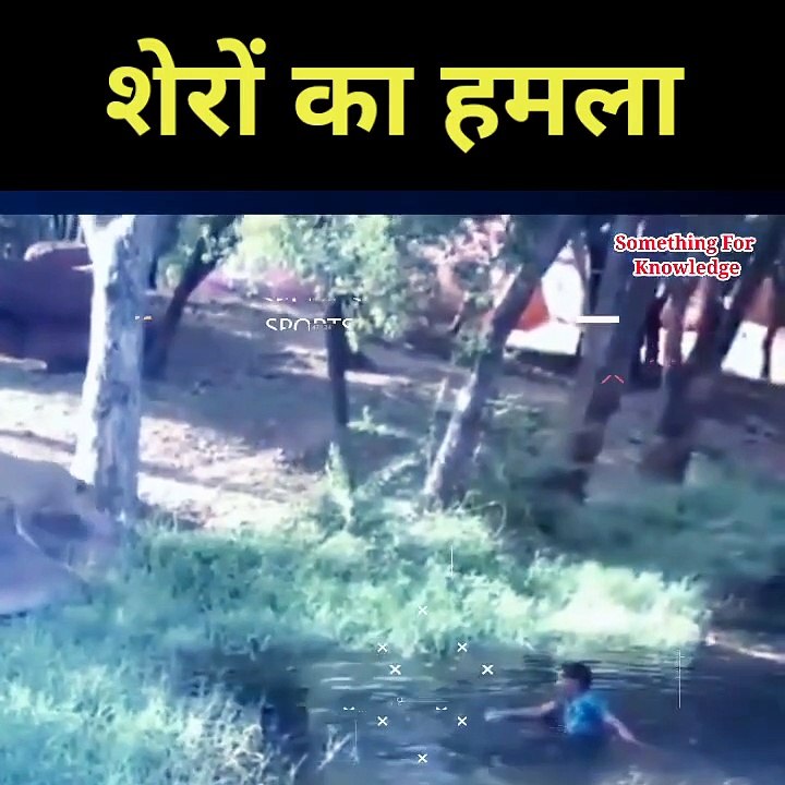 Lion attack on human   when man jump in lion trap #shorts #lion #attack #ytshort
