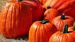 Wicked! This Pumpkin Farmer Lets You Pick a Pumpkin, Launch It From a Cannon
