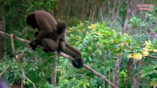 End of Amazon Forest & Amazon rainforest Tribes jungle ke Aadivasi Amazon Forest tribe