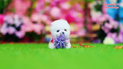 दुनिया के 5 सबसे छोटे और cute जानवर जिन्हें देखने के लिए नसीब लगता   most smallest and cute animals