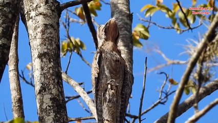 Secret of amazon rainforest and Mystery   Animals & Amazon rainforest Tribe   Jungle ke Aadivasi