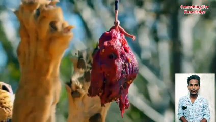 Honey Bazer    दुनिया का सबसे नीडर जानवर