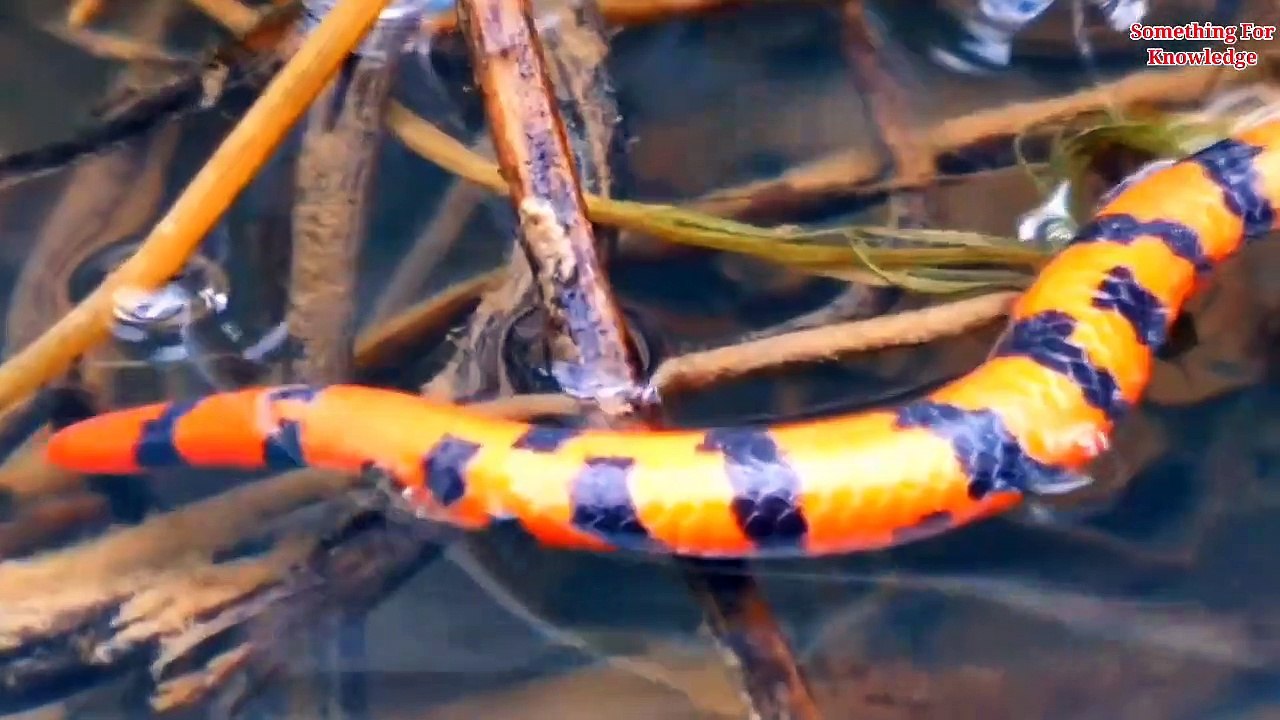 अमेज़न जंगल का रहस्य    Amazon rainforest Trib   jungle ke aadivasi  Mystery of Amazon jungle