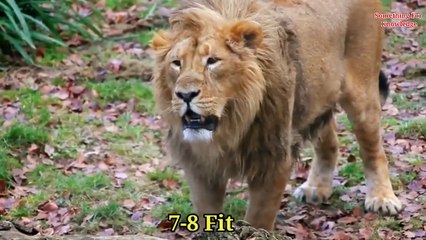 Gorilla Vs Lion- Lion Vs Gorilla   गोरिल्ला और शेर की लड़ाई में कौन जीतेगा