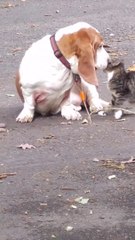 Cat CAN'T stop LICKING dogs ear #shorts