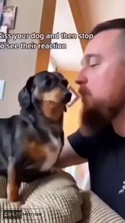 kiss a DOG and see the reaction
