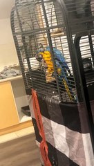 Macaw Reacts to Disappearing Act