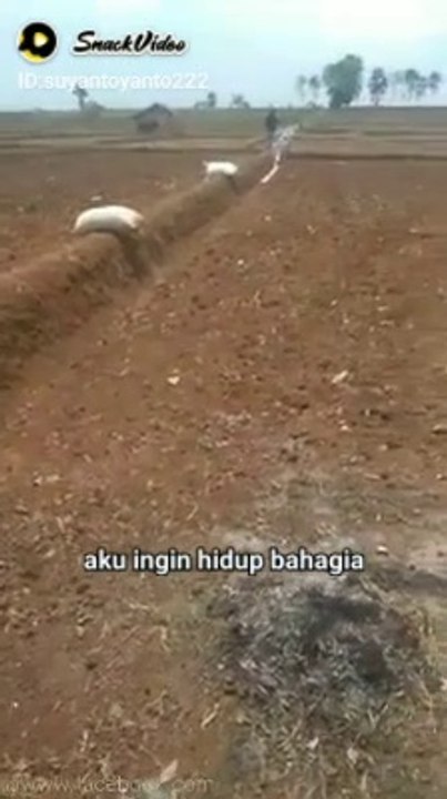 Terbangkan impian