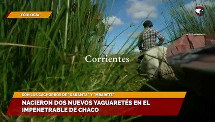 Nacieron dos nuevos yaguaretés en el impenetrable de Chaco