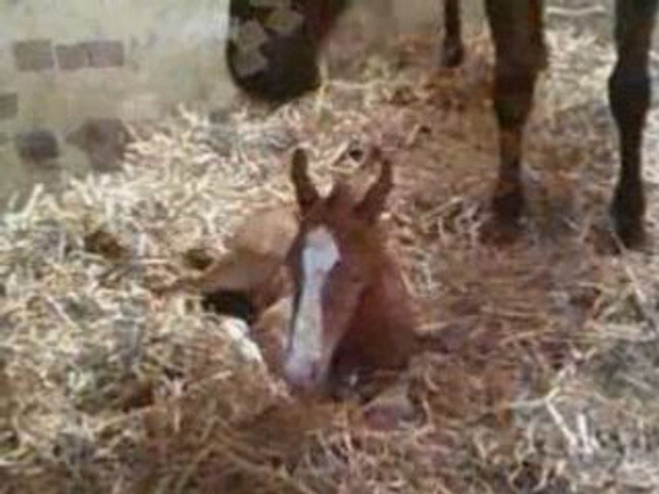 Le poulain de Mélody (chevaux du Far-West)