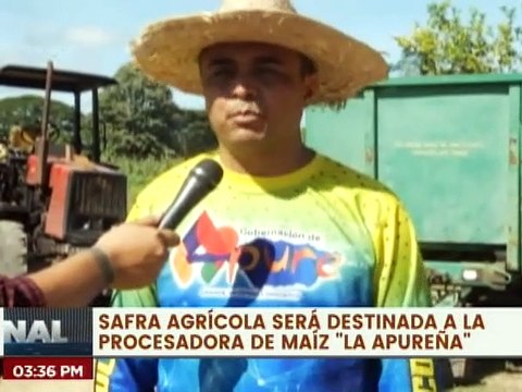 Apure | Inicia arrime de la cosecha de maíz blanco en más de 2 mil hectáreas