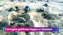 Tortugas golfinas llegan a playas de Oaxaca