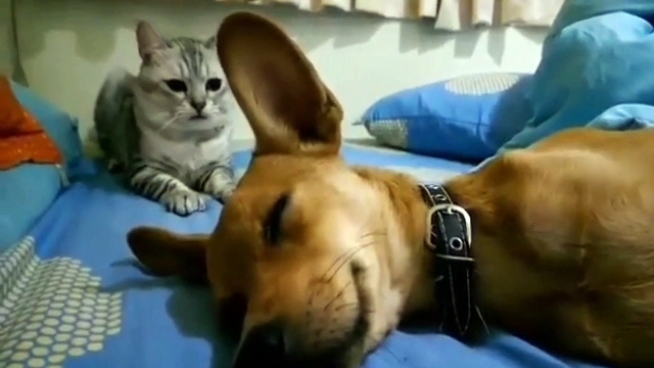10 Kelakuan Kucing Paling Usil