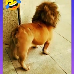 funny video in USA Today happening