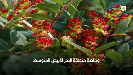 فوائد المستكة للبشرة والتبييض وطرق الاستخدام