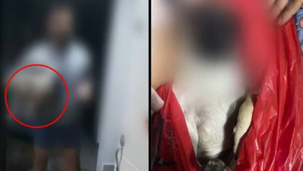 La salvaje golpiza con la que un hombre mató a su mascota, que fue hallada convulsionando