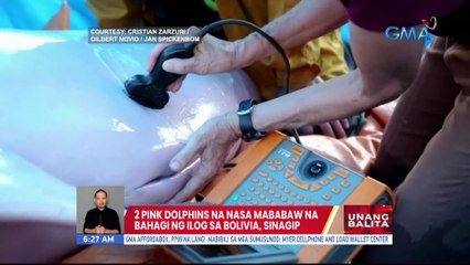 2 pink dolphins na nasa mababaw na bahagi ng ilog sa Bolivia, sinagip | UB