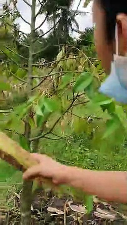 Kebun durian tgl 16 okt lanjutan