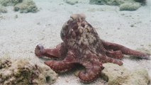 Deep sea octopus that looks similar to ‘Dumbo’ found