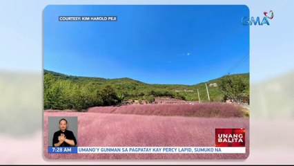 Pink Muhly grass sa South Korea, agaw-pansin | UB