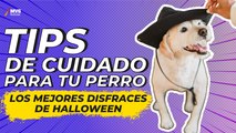 Tips de cuidado para tu perro y los mejores disfraces para Halloween