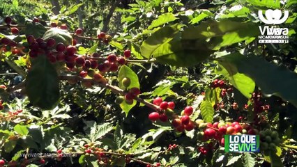 Managua da inicio a la cosecha cafetalera 2022–2023