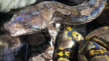 Python video | giant python