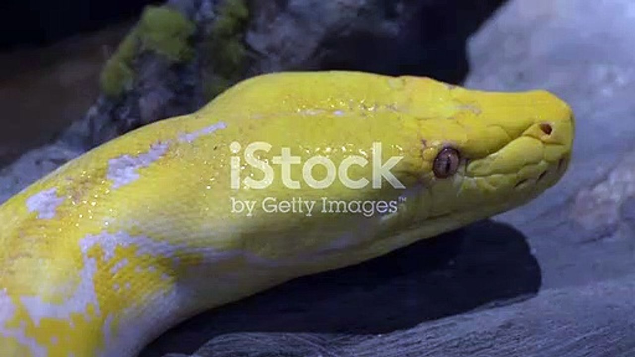 Green python
